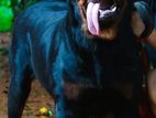 Rottweiler Dog