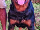 Rottweiler Dog for Crossing