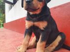 Rottweiler Puppy