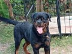 Rottweiler Dog Male 3 Years