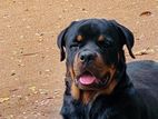 Rottweiler Dog Male for Crossing