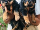 Rottweiler Puppies