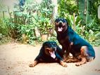 Rottweiler Dogs