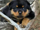 Rottweiler Puppies