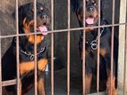 Rottweiler Puppies