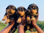 Rottweiler Dogs