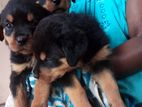 Rottweiler Puppies