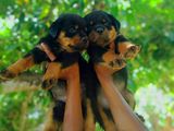 Rottweiler Dogs