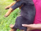 Rottweiler Double Side Dog