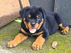 Rottweiler Double Side Dog