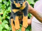 Rottweiler Double Side Imported