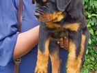 Rottweiler Double Side Imported Litter