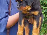 Rottweiler Double Side Imported Litter