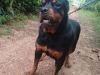 Rottweiler Female Dog