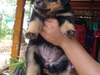 Rottweiler Puppies