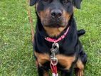 Rottweiler Female Dog