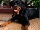 Rottweiler Female adult