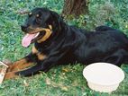 Rottweiler Female Dog Ex