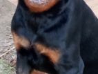 Rottweiler Female Dog