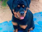 Rottweiler Female Dog