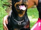 Rottweiler Female Dog