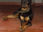 Rottweiler Female Dog