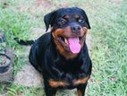 Rottweiler Female Dog