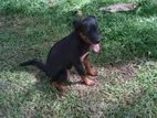 Rottweiler Female Dog
