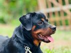 Rottweiler Female Dog