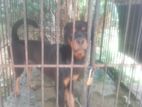 Rottweiler Female Dog