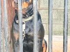 Rottweiler Female Dog