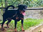 Rottweiler Female Dog