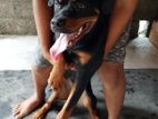 Rottweiler Female Dog