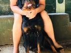 Rottweiler Female Dog