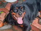 Rottweiler Female Dog