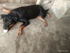 Rottweiler Female Dog