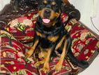 Rottweiler Female Dog