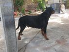 Rottweiler Female Dog