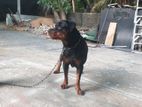 Rottweiler Female Dog