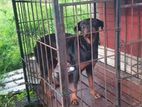 Rottweiler Female Dog