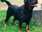 Rottweiler Female Dog