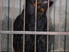 Rottweiler Female Dog