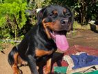 Rottweiler Female Dog