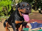 Rottweiler Female Dog