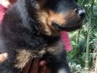 Rottweiler Female Dog
