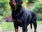 Rottweiler Female Dog