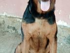 Rottweiler Female Dog