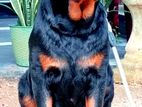 Rottweiler female dog