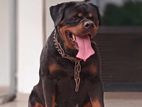 Rottweiler female dog
