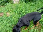 Rottweiler Female Dog